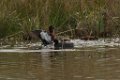 Cinnamon Teal 2014-01-25